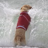 海と愛犬