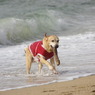 海と愛犬