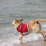 海と愛犬