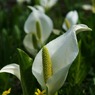 水芭蕉とリュウキンカ