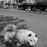 犬