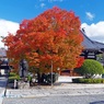 秋の散歩道(阿弥陀寺)