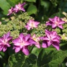 八重ガク紫陽花