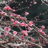埼玉県皆野町