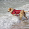 海と愛犬