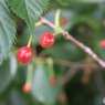 桜の果実