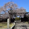 春がいっぱい(妙覚寺)