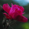 薔薇