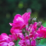 薔薇