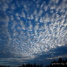 Sheep cloud