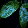 温室内の植物