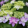 ガク紫陽花