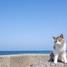 真夏日カモン