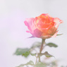3058BD37-F97A-4925-BDC8-890D6285BEE4