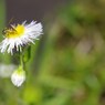 初めての蜂と花