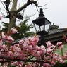 八重桜