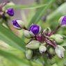 午後の紫露草