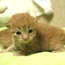 子猫