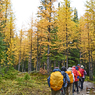 カナダの山旅2016B：ラーチバレー・センチネルパストレッキング(7)