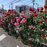 道路沿いの薔薇