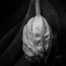 温室内の花