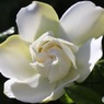 薔薇が終わるころ