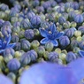 アジサイの花