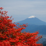 富士山・レンゲツツジ_20230526_甘利山