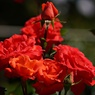 5月のバラ：花かがり