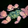 儚い・・・紫陽花