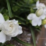 クチナシの花