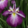 花菖蒲