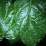 雨のアジサイの葉