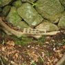 P5270052
