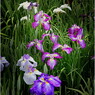 花菖蒲