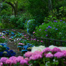 紫陽花回廊♪