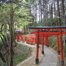 鳥居の行列