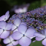 友よ・・紫陽花が咲き始めたよ