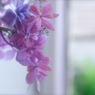 CE06B02D-AB4D-4969-9BB9-116B36D1B044