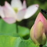 「晴れの日」花 の 蕾 を 見 る 