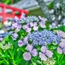 ああ・・・無情　～紫陽花～