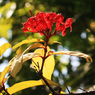 「晴れの日」名前の解らない樹木の花