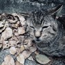 アントニオ