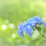 雨上がり