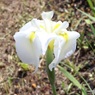 ある花菖蒲園で