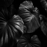 温室内の植物（モノクロ）