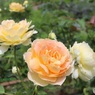 夏の薔薇