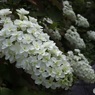 柏葉紫陽花