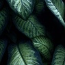 温室内の植物