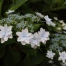 美しい紫陽花